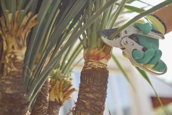 Yucca Pruning