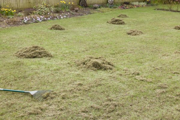 Lawn Care Dethatching