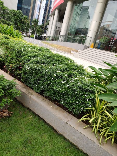 Business Landscape Edging