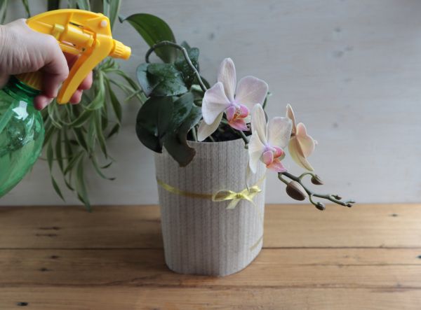 Orchid Fertilizing - Orchid Fertilizing Royal Oak, Michigan