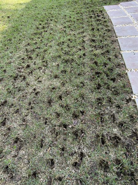 Residential Turf Aeration - Residential Turf Aeration Bozeman, Montana