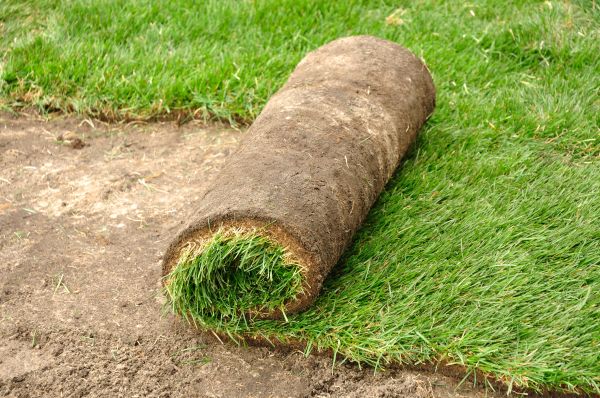 Bahia Sod Laying