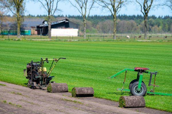 Ryegrass Lawn Installation