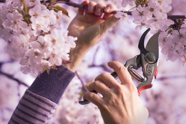 Tree Blossom Trimming