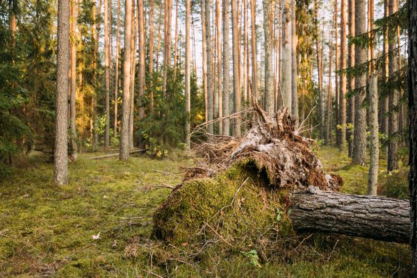 Pine Tree Debris Disposal