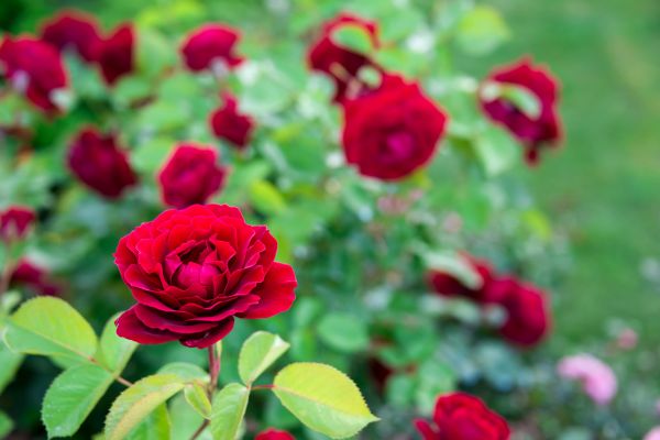 Rose Planting - Rose Planting Lincoln, Nebraska