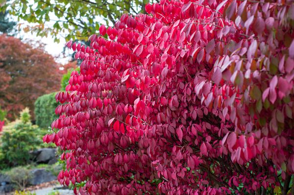 Burning Bush Trimming
