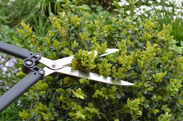 Boxwood Trimming - Boxwood Trimming Reno, Nevada