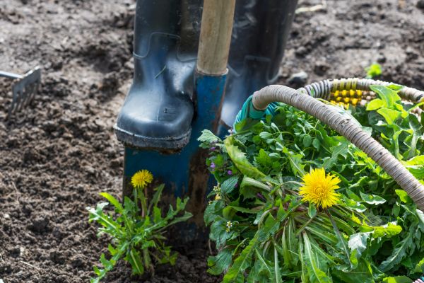 Flower Beds Deweeding