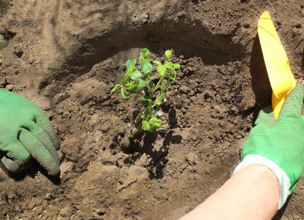 Rose Bush Planting - Rose Bush Planting Ithaca, New York