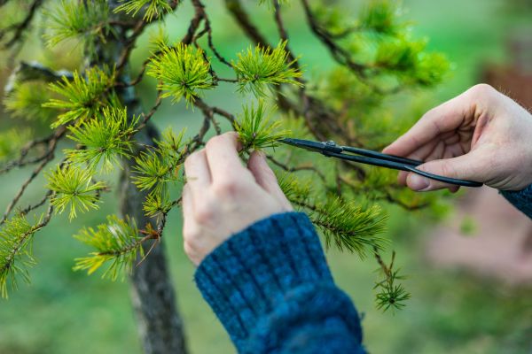 Japanese Tree Pruning