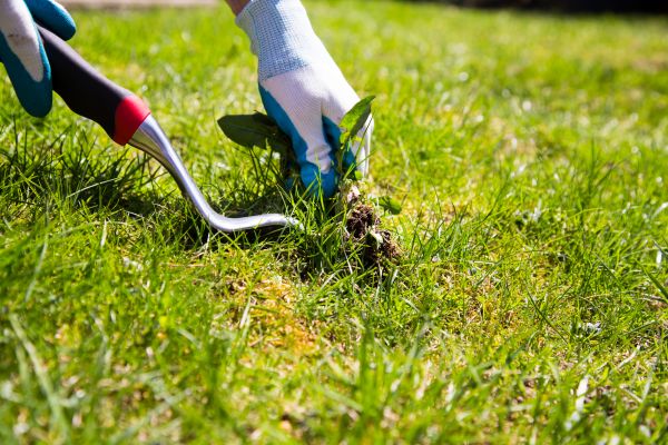 Commercial Weed Pulling - Commercial Weed Pulling Cincinnati, Ohio