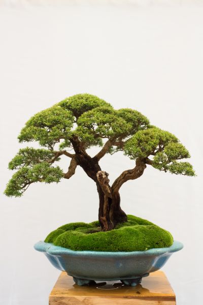 Bonsai Planting - Bonsai Planting Hendersonville, North Carolina