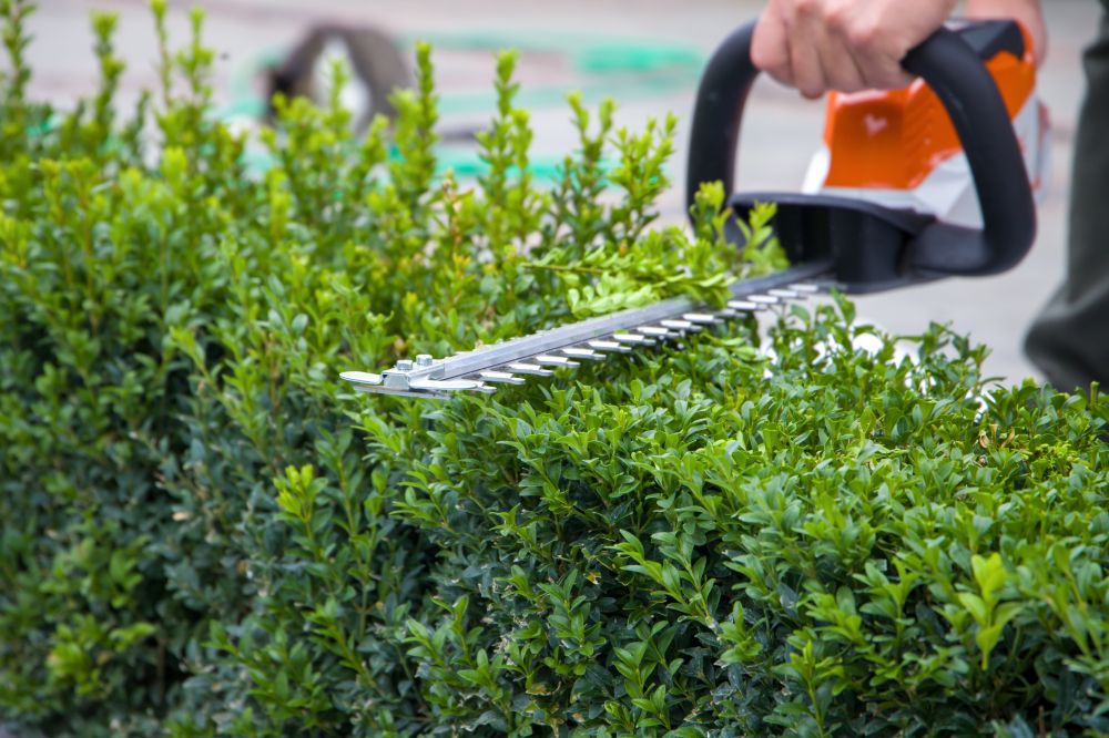 Shrub Crown Shaping