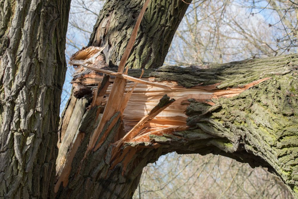 Broken Tree Removal
